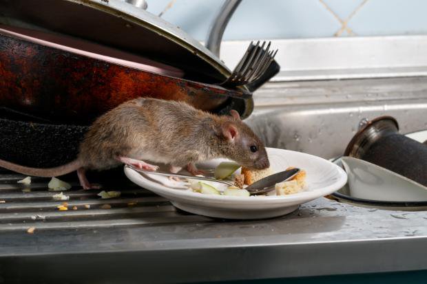 Glasgow Times: If you have rodents in your home, you might notice grease marks, rat droppings or foul smells.