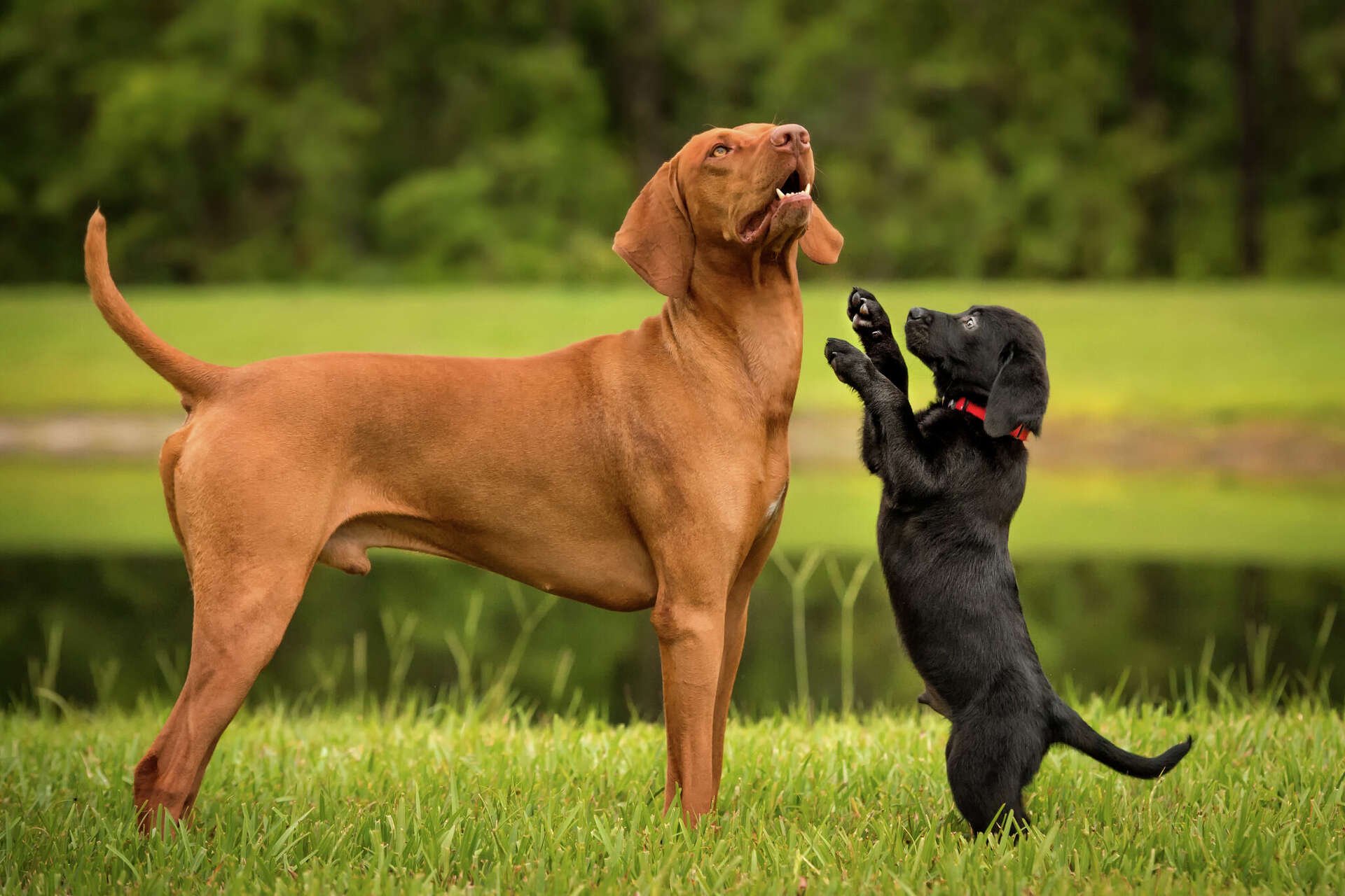 Tips to Help Your Older Dog Adjust to a New Puppy