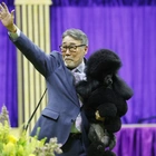 Sage wins Best in Show at the 148th Westminster Kennel Club Dog Show