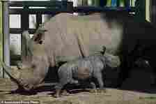 Silverio, a twelve-day-old white rhino, stands next to his mother Hannah during his presentation at the Buin Zoo in Santiago, Chile, Tuesday, July 2, 2024. The baby rhino's birth is the third of this endangered species born at the Buin. (AP Photo/Esteban Felix)