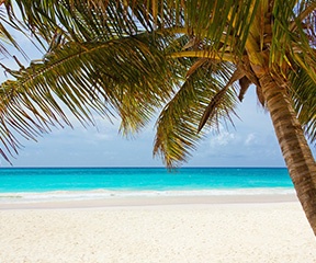 গবেষকেদের একাংশের অনুমান, বহু শতাব্দী ধরে ইউফোরবিয়া এবং ট্রাইফোলিয়াম উদ্ভিদের প্রজাতি থেকে নিঃসৃত ল্যাটেক্স এবং রজন নিঃসরণকারী উদ্ভিদের পচনে তৈরি হয় শিলাজিৎ।