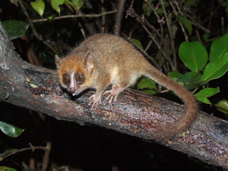 Pygmy Mouse Lemur Smallest Animals