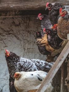laying-hen-mistakes
