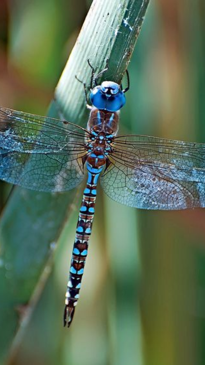 ​Dragonflies