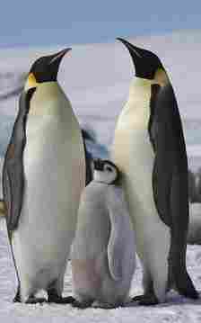 Penguins [Wikipedia]