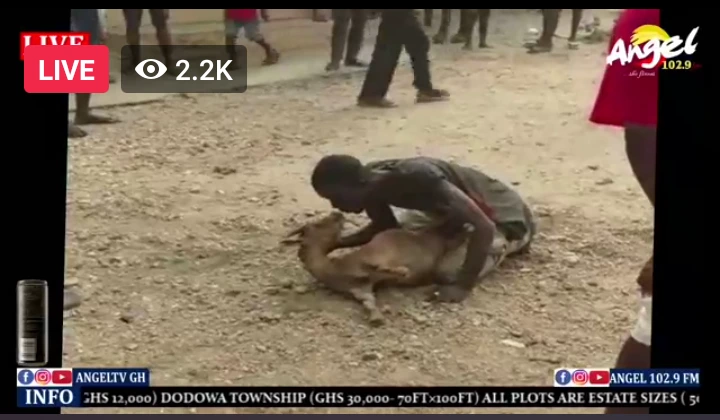 Thief asked to make love to the goat he stole after he was caught. 2