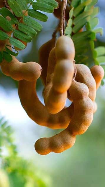 5 Health Benefits of Tamarind You Cannot Ignore

