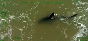 Aerial video shows shark that officials say attacked several people lurking near beach