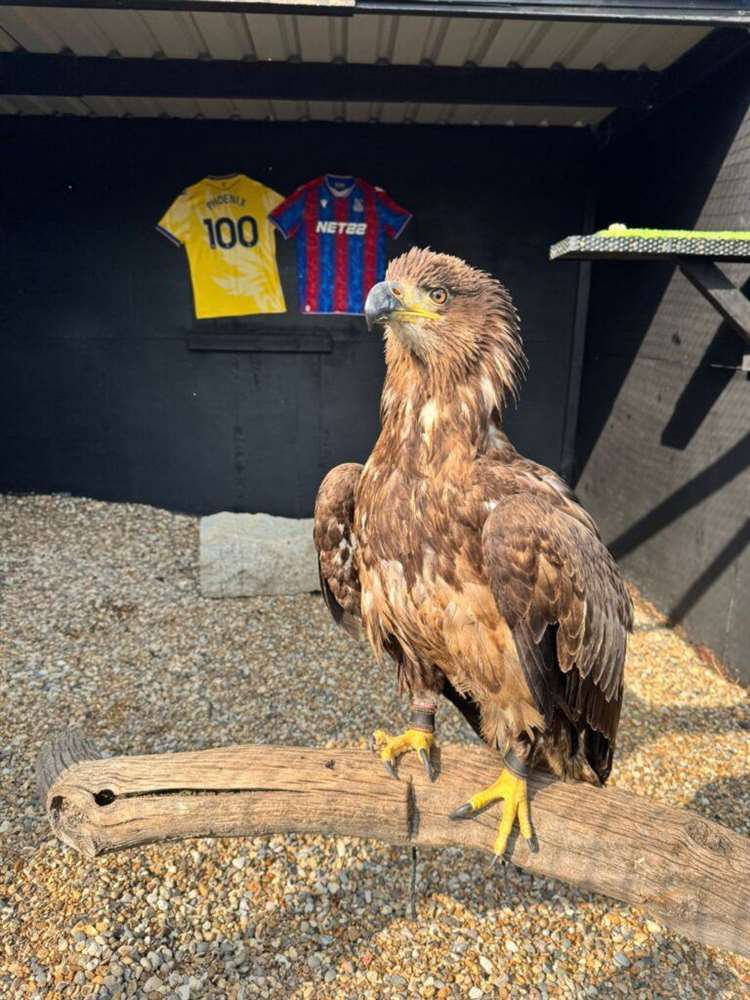 Bald eagle Phoenix, who lives at Eagle Heights in Eynsford, is the official live matchday mascot for Crystal Palace FC. Picture: Eagle Heights
