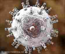 Combination Immune Therapy Reduces Genital Herpes Outbreaks