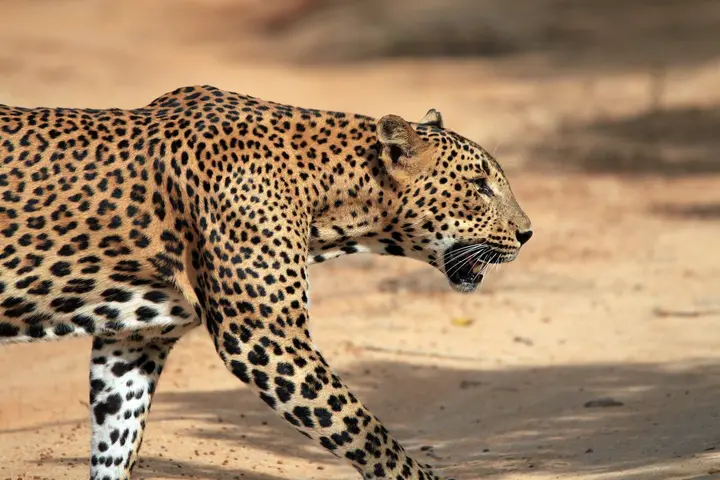 Where do Leopards Live? Habitat and Distribution
