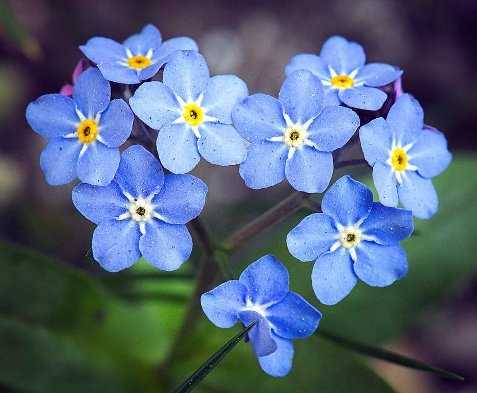 Forget-Me-Not flower.
