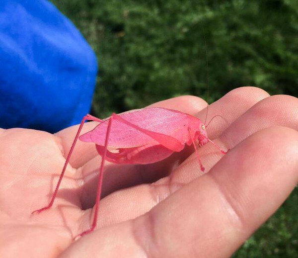 Foto Unik da Aneh di dunia