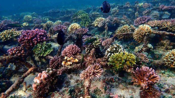 Biota terumbu karang bawah laut Gili Meno.