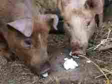 two pigs eating some feta cheese