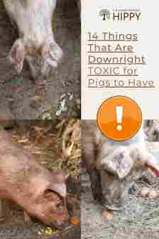 toxic foods for pigs pin