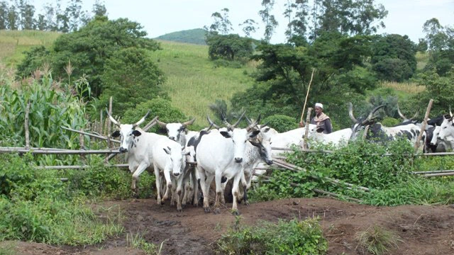 These Pictures Of Fulani Herdsmen Destroying Crops Will Make You Understand Why Sunday Igboho Is Angry