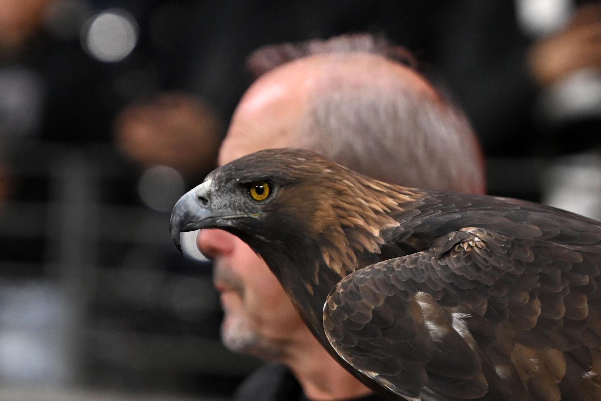 Bilder des Tages vom 17.10.2026 - Steinadler Attila, das lebende Maskottchen von Eintracht Frankfurt, im Stadion beim Spiel gegen den 1. FC Köln.