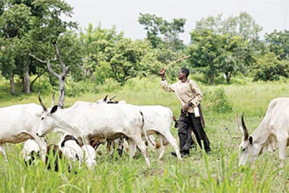 These Pictures Of Fulani Herdsmen Destroying Crops Will Make You Understand Why Sunday Igboho Is Angry
