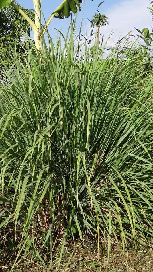 Citronella Grass