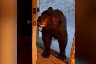 New Jersey bear has surprisingly good manners
