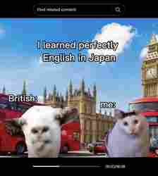 huh cat with yapping cow in meme 'i learned perfecetly English in Japan'