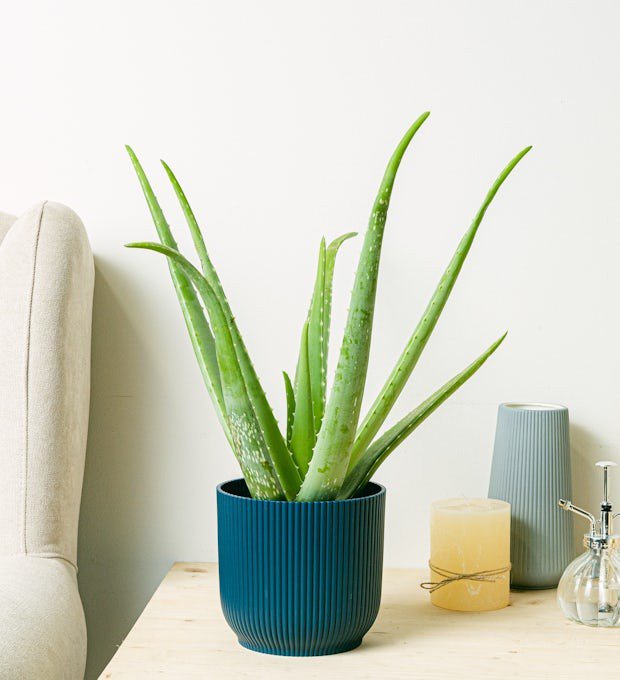 Aloe vera is aesthetically pleasing [BeGreen]