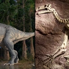 Conspiracy theorist asks why dinosaur bones aren’t everywhere if they really existed