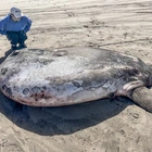 A giant, ‘sunbathing’ fish that washed ashore in Oregon turned out to be an unexpected oddity