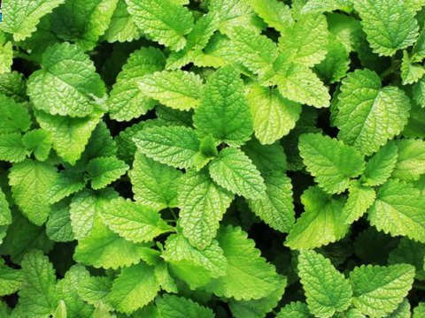 Mint: A Delicious Superfood!