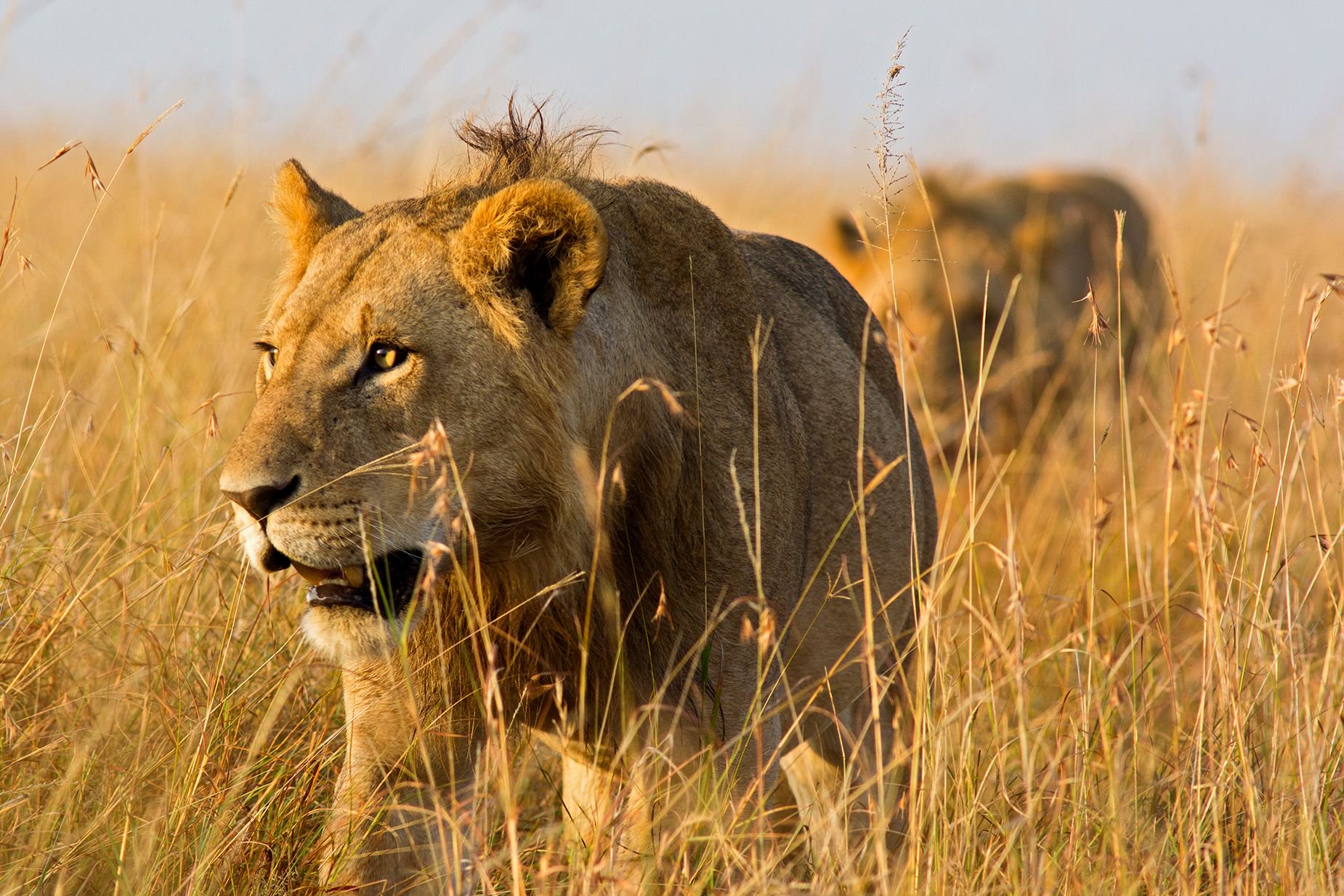 A close-up photo shows male lions on the prowl through high grass of the Masai Mara National Reserve in Kenya. Though strongly associated with the East African nation, lions only number a couple of thousand there.