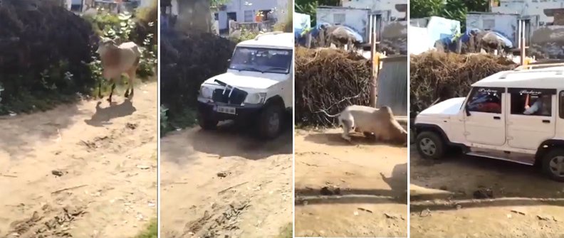 बोलेरो से कुचलकर सांड को बेरहमी से मार डाला, पुलिस ने आरोपियों का सिर मुंडवाकर अपमानजनक जुलूस निकाला