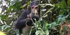Tanzania’s Gombe chimpanzees facing extinction threat, warns researcher