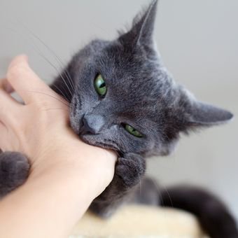 Ilustrasi kucing menggigit pemiliknya.