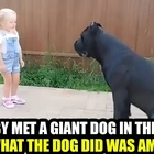 The baby met a giant dog in the neighbors house but what he did was amazing