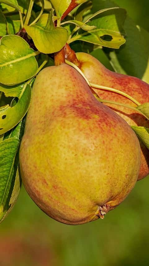 2. Pears
