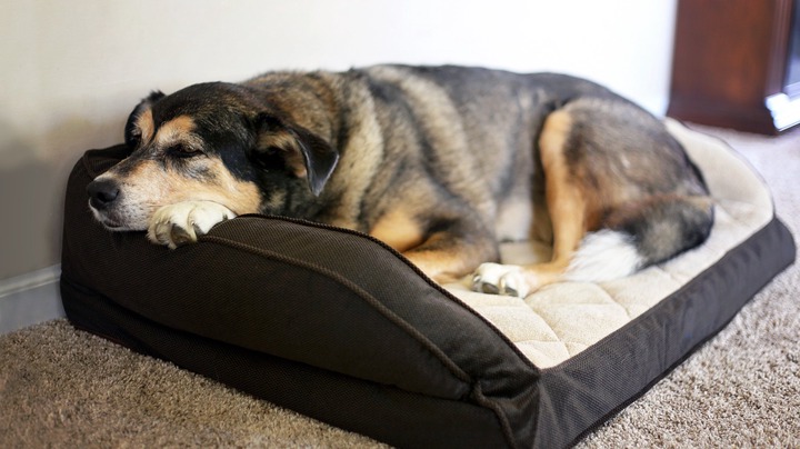A dog sleeping in a bed