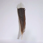 World’s most expensive feather sells at New Zealand auction