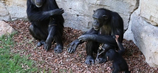 Grieving chimpanzee nurtures her dead baby for months at Spanish zoo