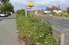 Vegetation and weeds overgrown on Church Road