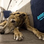 Airline offers luxury flights for dogs and their owners for a sky-high price