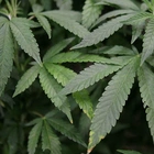 DEA plans to moves to reschedule marijuana as a lower-risk drug