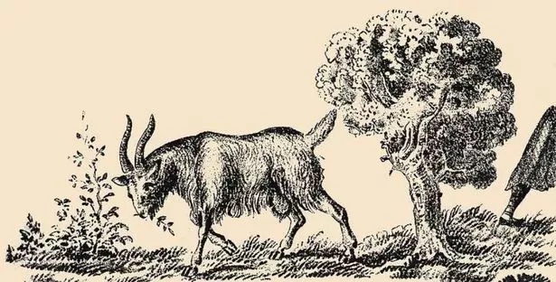 Goat optical illusion