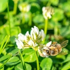 How to plant a clover lawn