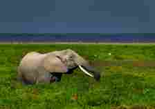 An African elephant feeding in the green grassland, Kajiado County, Amboseli, Kenya