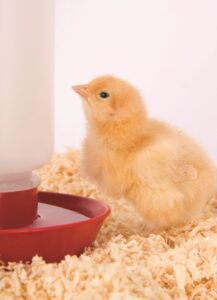 laying-hen-mistakes