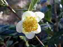This image provided by the Missouri Botanical Garden shows a Camellia sinensis flower blooming on a plant. The plant's leaves are used to make white, green, black and oolong teas. (Missouri Botanical Garden via AP)