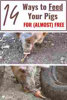 feeding pigs for free pin