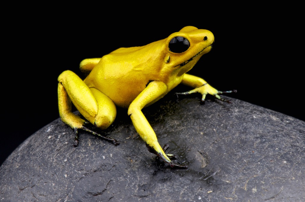 golden poison dart frog - deadliest animals