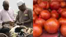 Collage foto of Tomatoes and farmers